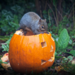 SAI CHE… Puoi utilizzare le zucche di halloween per nutrire gli animali?