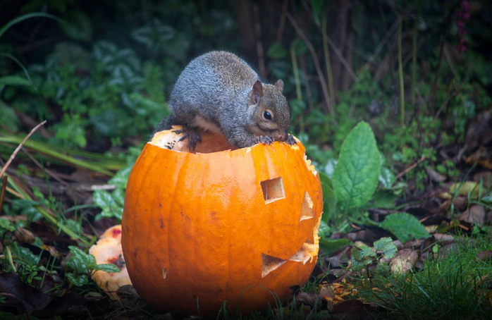 SAI CHE… Puoi utilizzare le zucche di halloween per nutrire gli animali?